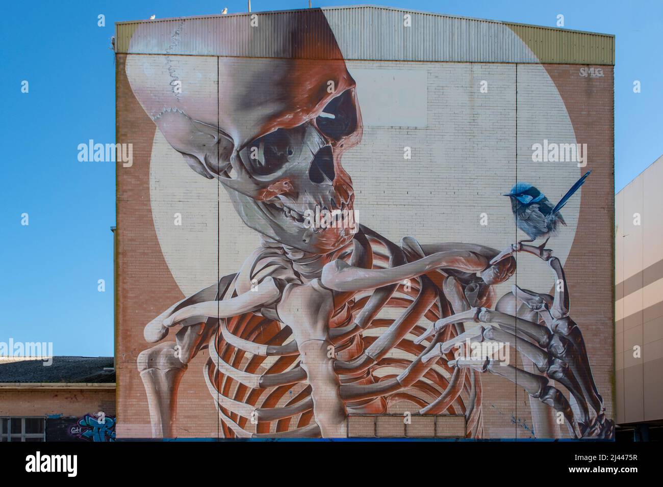 Superba Fairy Wren e Skeleton Street Art, Frankston, Victoria, Australia Foto Stock