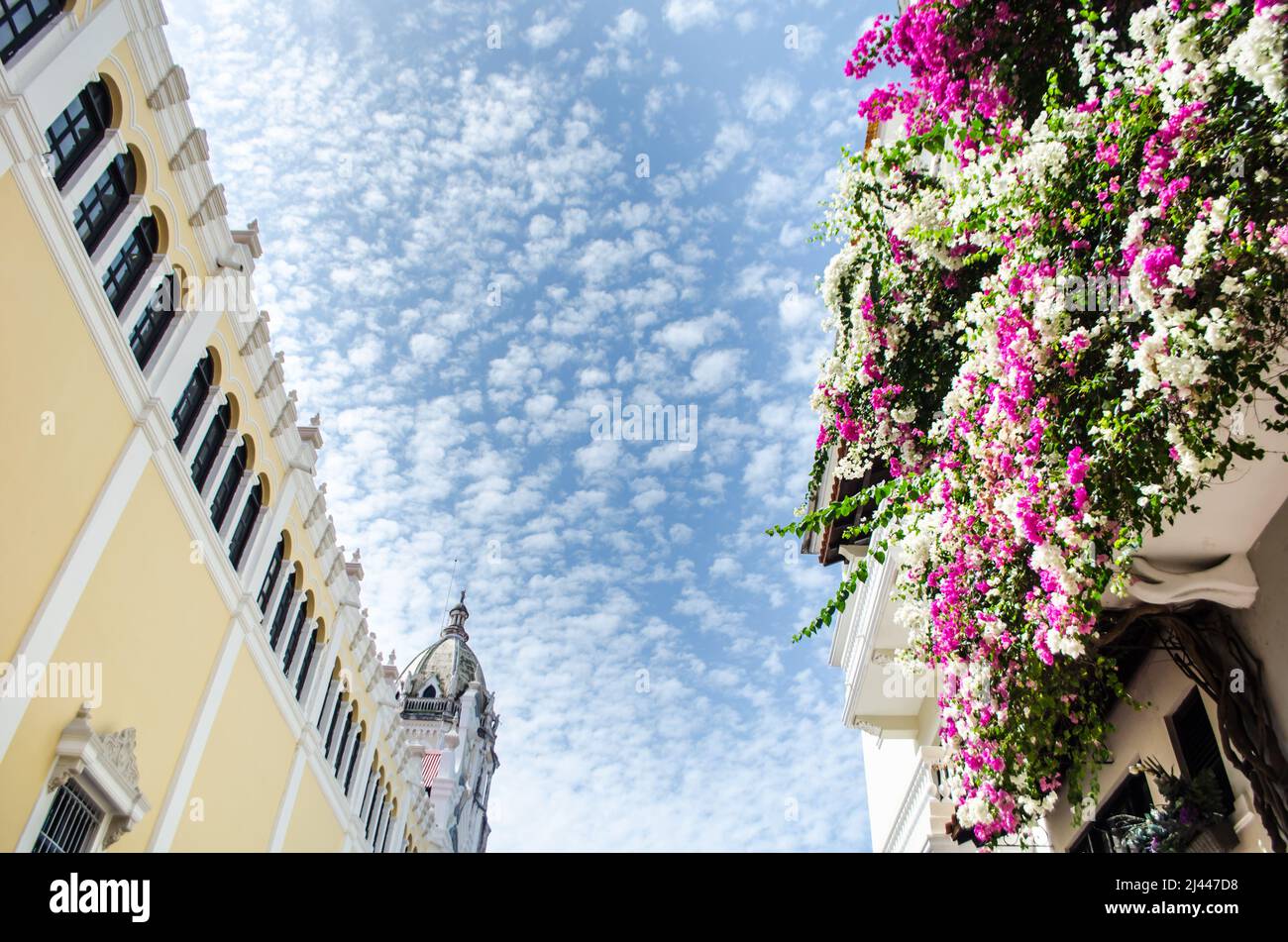 Splendida vista della chiesa di San Francisco de Asis e delle boungavillee di casco Antiguo, Panama City Foto Stock