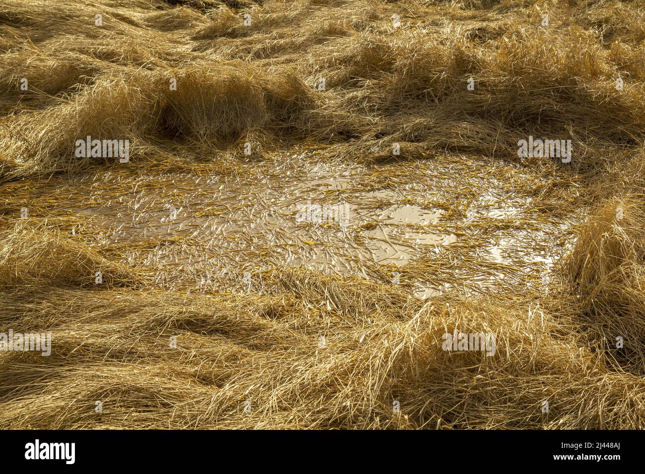 Paludi fresche di torba di palude. Sfondo in forma di erba gialla scura in acqua. Foto Stock