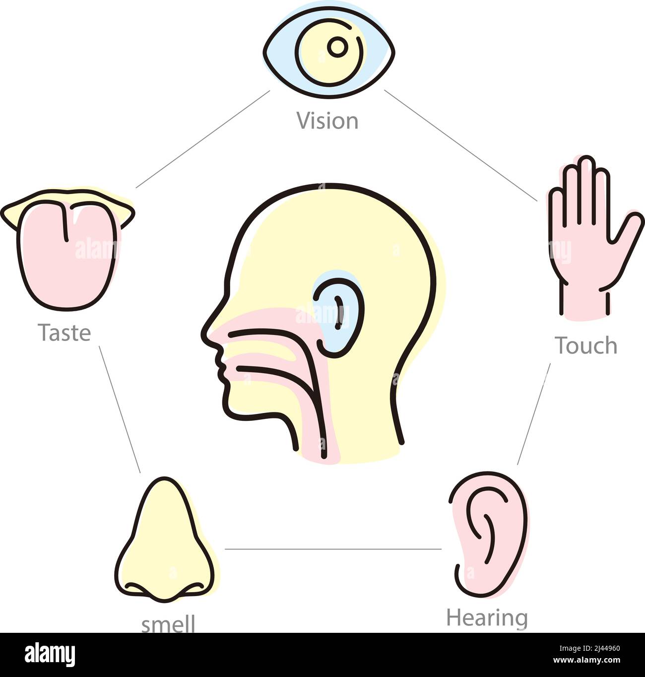 Gruppo di icone dei sensi umani, illustrazione vettoriale Illustrazione Vettoriale