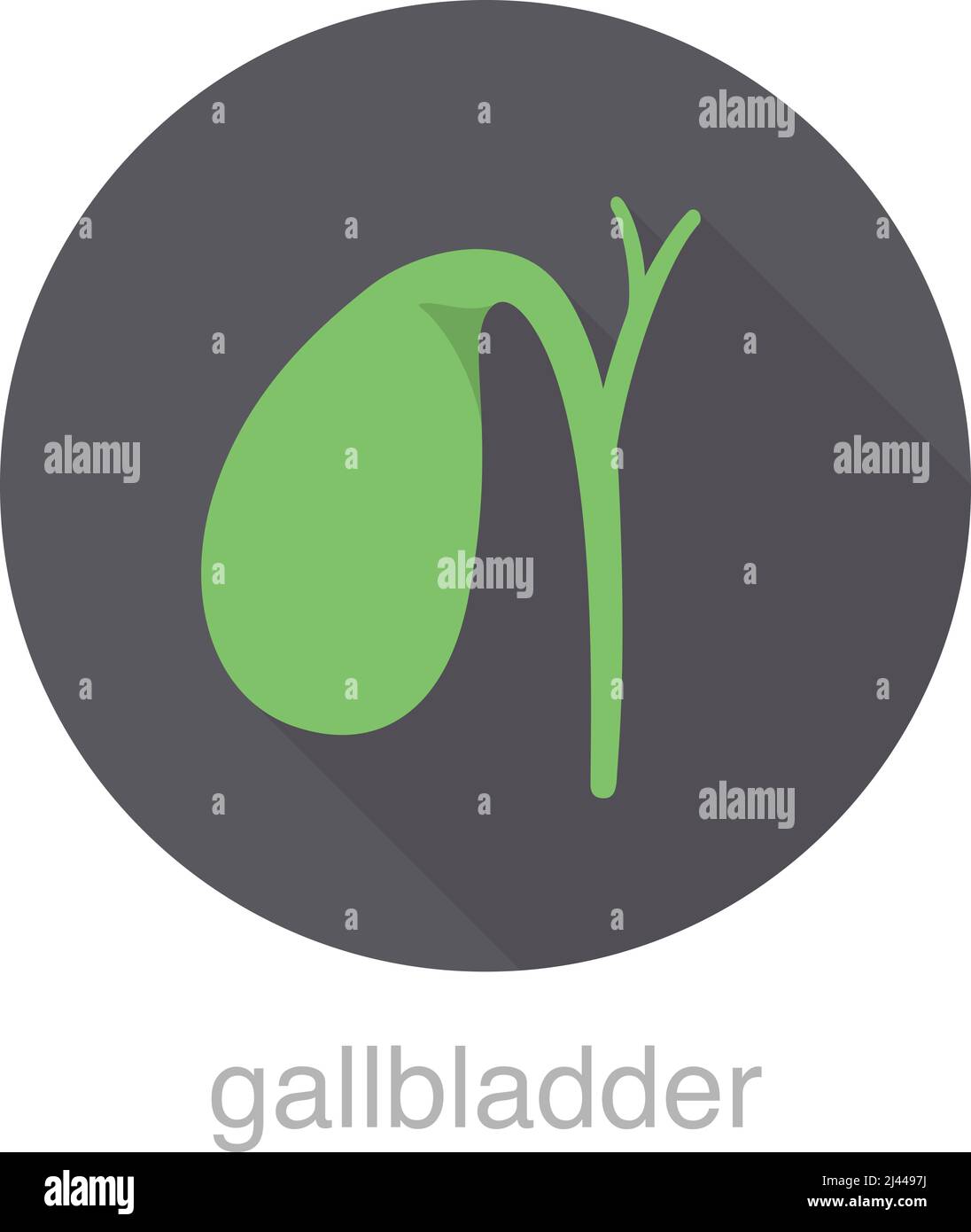 icona del disegno piatto della cistifellea dell'organo umano, illustrazione vettoriale Illustrazione Vettoriale