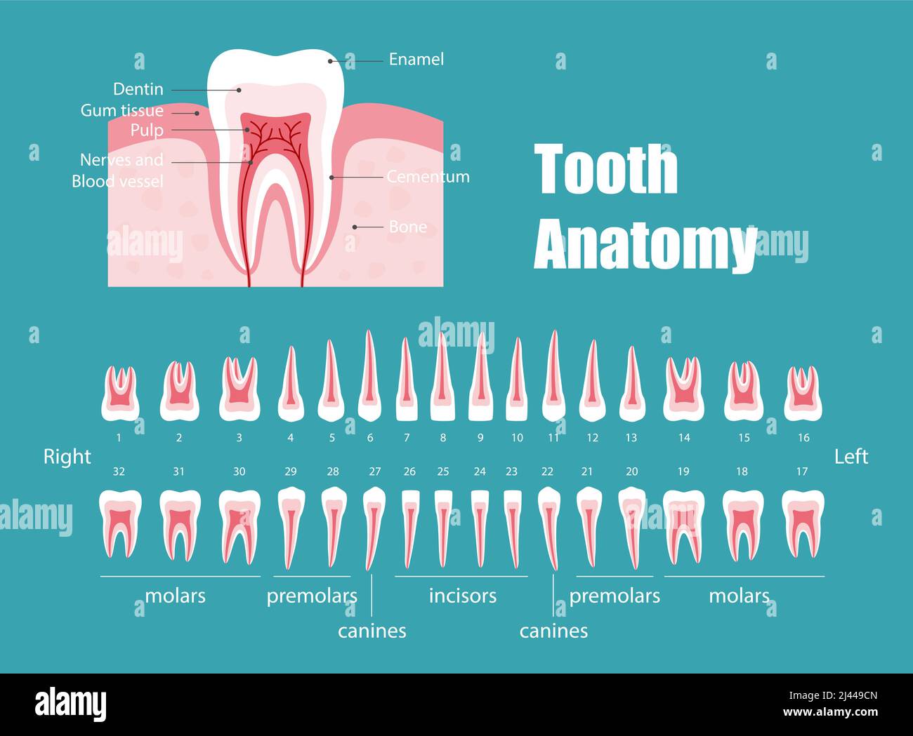 Anatomia dei denti, illustrazione vettoriale del diagramma Illustrazione Vettoriale