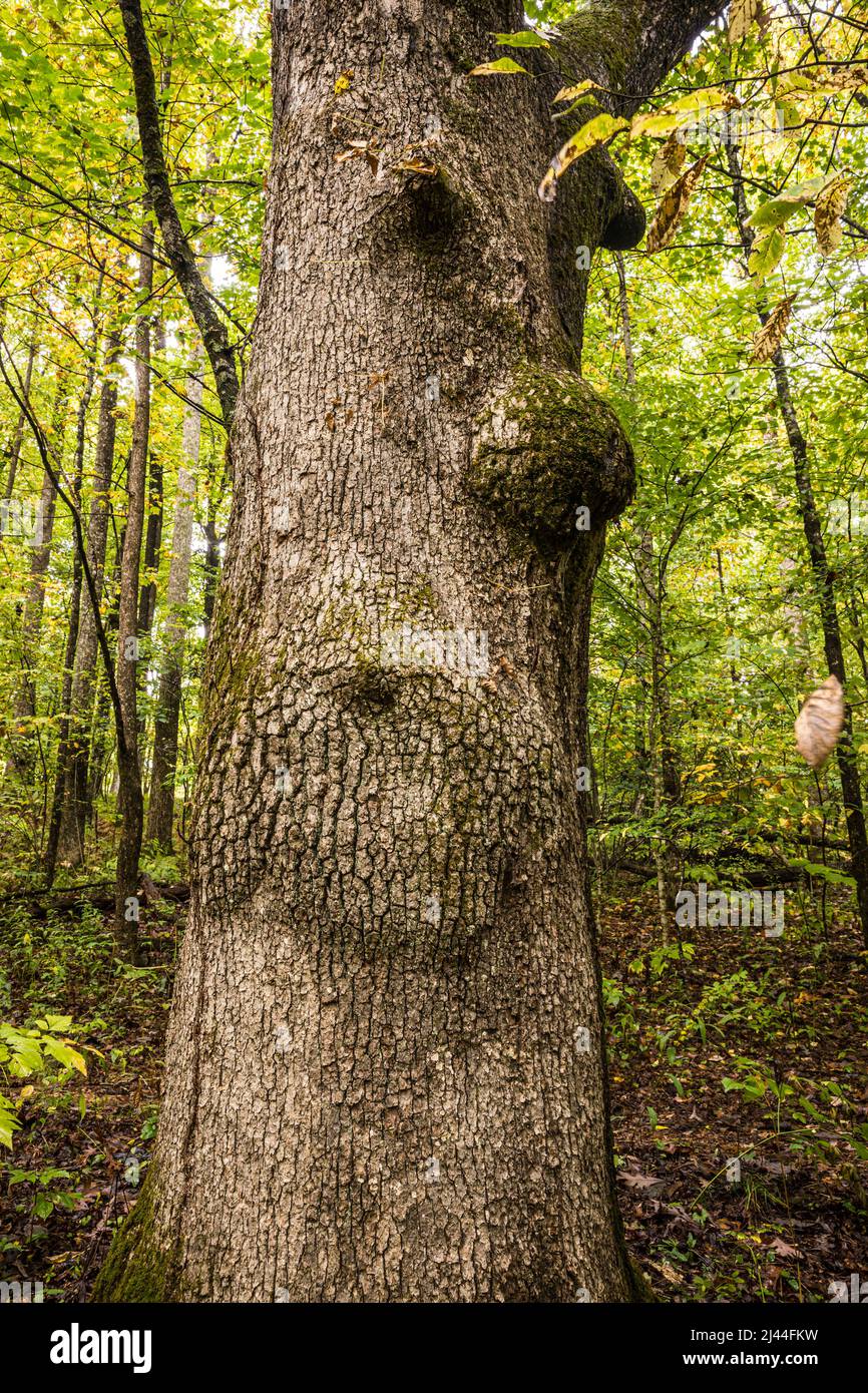 Un albero con un volto lungo il sentiero delle Crabbee Falls nella Carolina del Nord, USA. Foto Stock