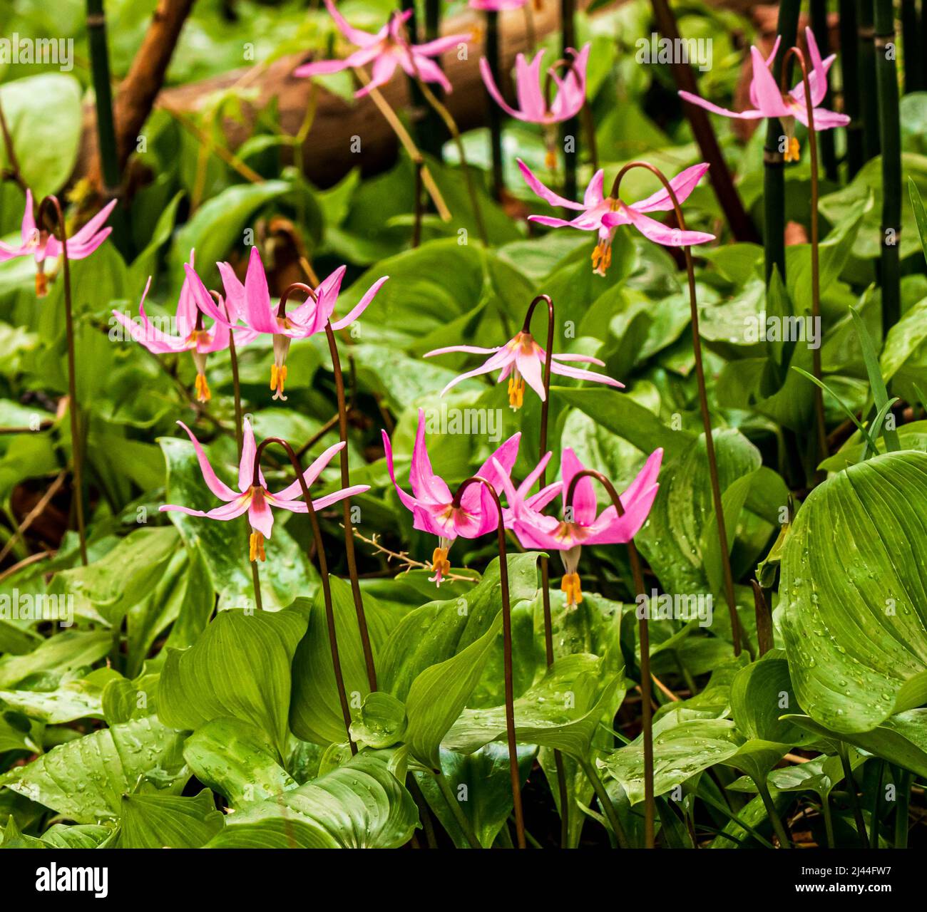 Gigli rosa dell'alba che crescono nella foresta sull'isola di Vancouver. Foto Stock