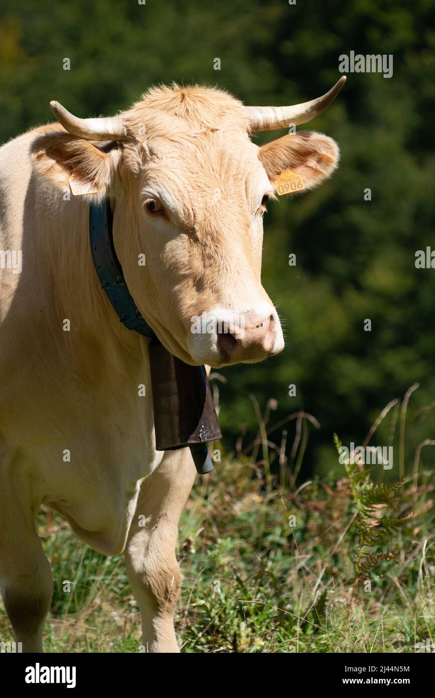 Pirenei, Francia. 6th settembre 2015. Bovini da Francia Blonde d'Aquitaine con campana di vacca e corna Foto Stock