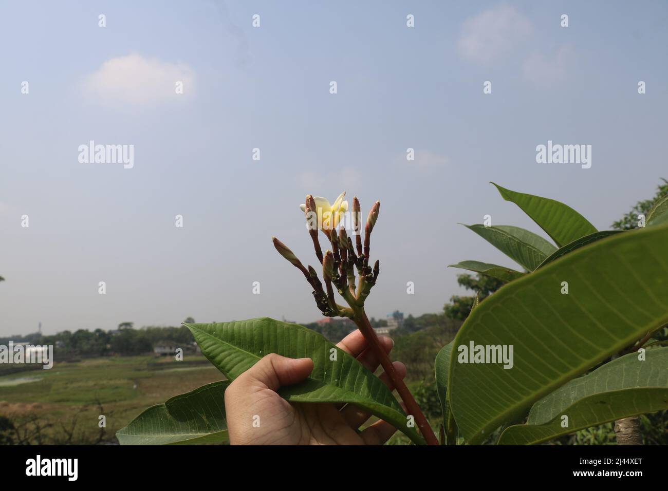 La Plumeria, conosciuta come frangipani, è un genere di piante fiorite della famiglia Rauvolfioideae, appartenente alla famiglia delle Apocynaceae. Foto Stock