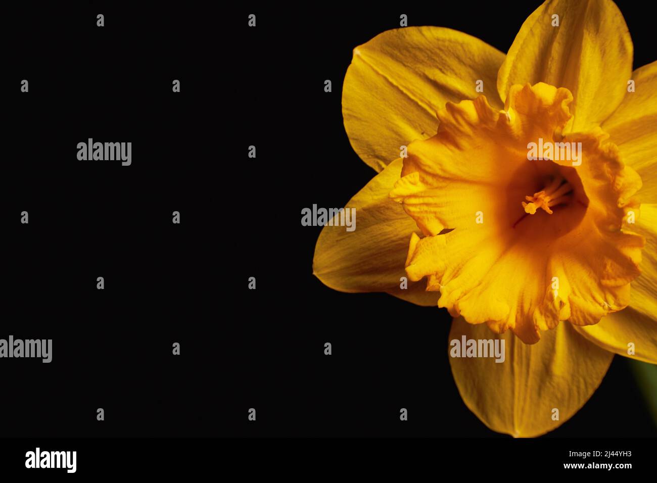 Macro foto di un fiore di narciso giallo con sfondo nero Foto Stock