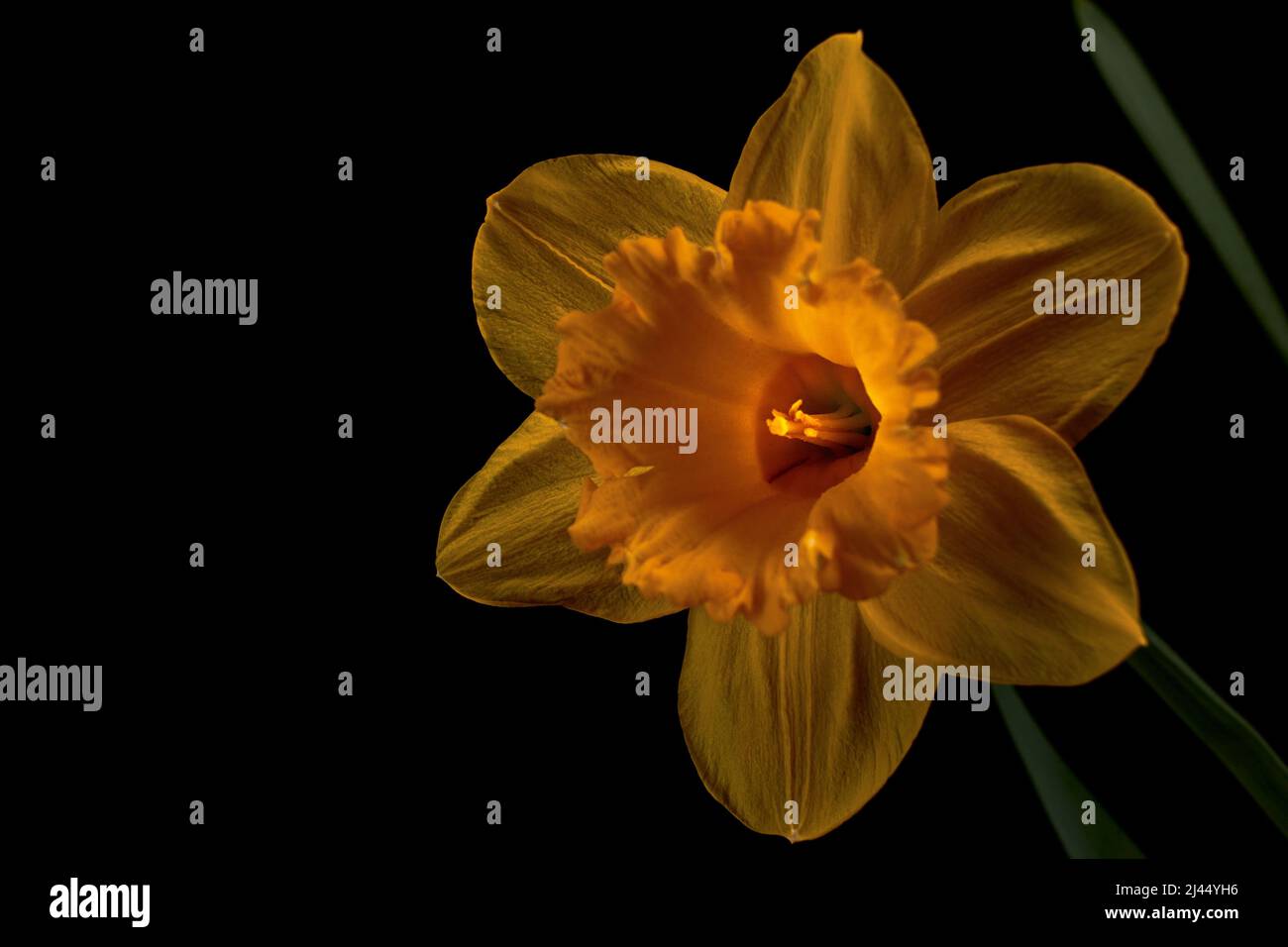 Macro foto di un fiore di narciso giallo al sole del mattino con sfondo nero Foto Stock
