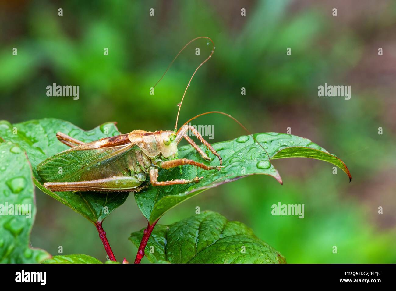 Locusta. Tramoggia per erba. Una presa differenziale appendere fuori in un prato estivo Foto Stock
