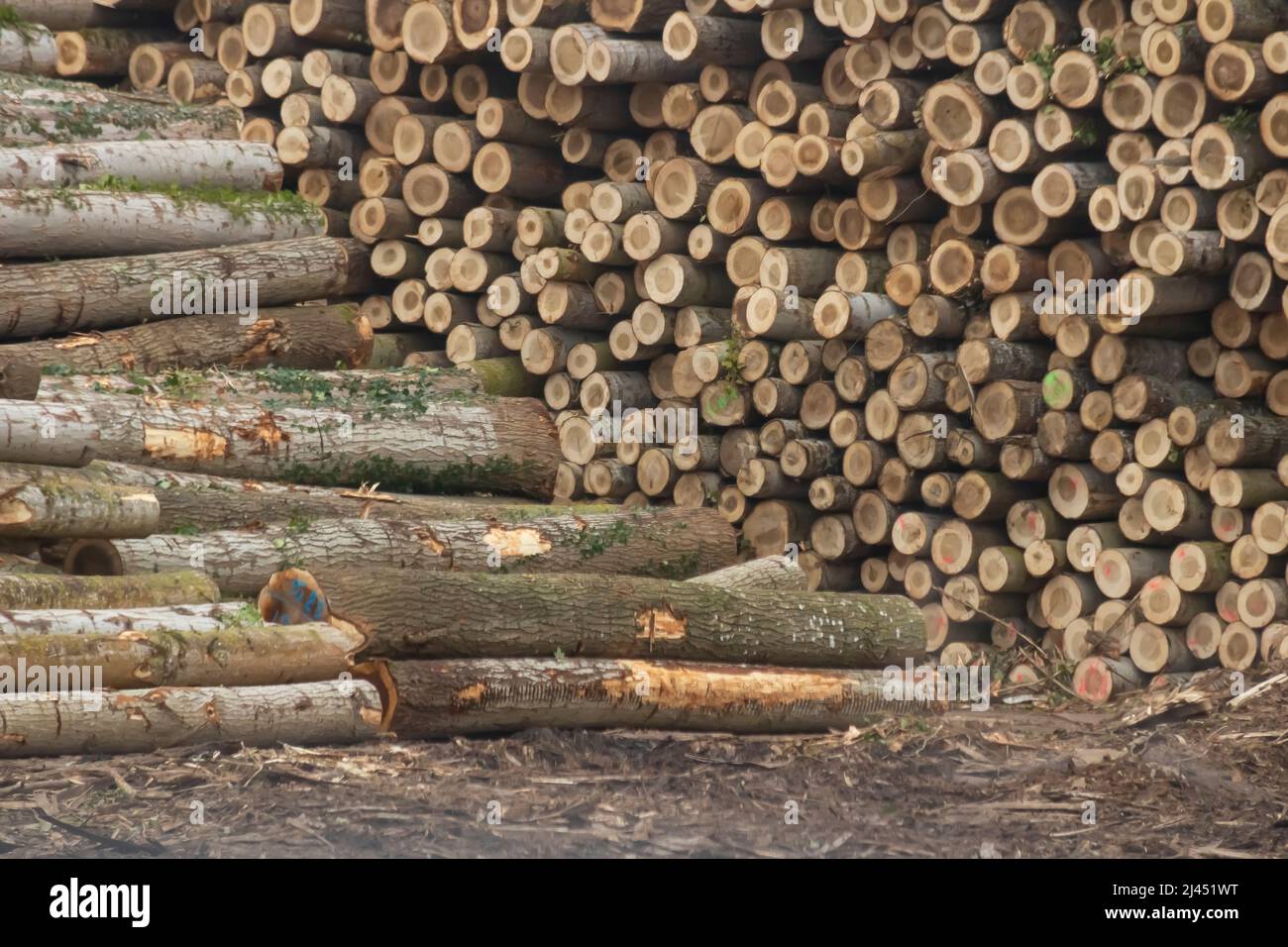 Legno crudo accatastato in una foresta Foto Stock