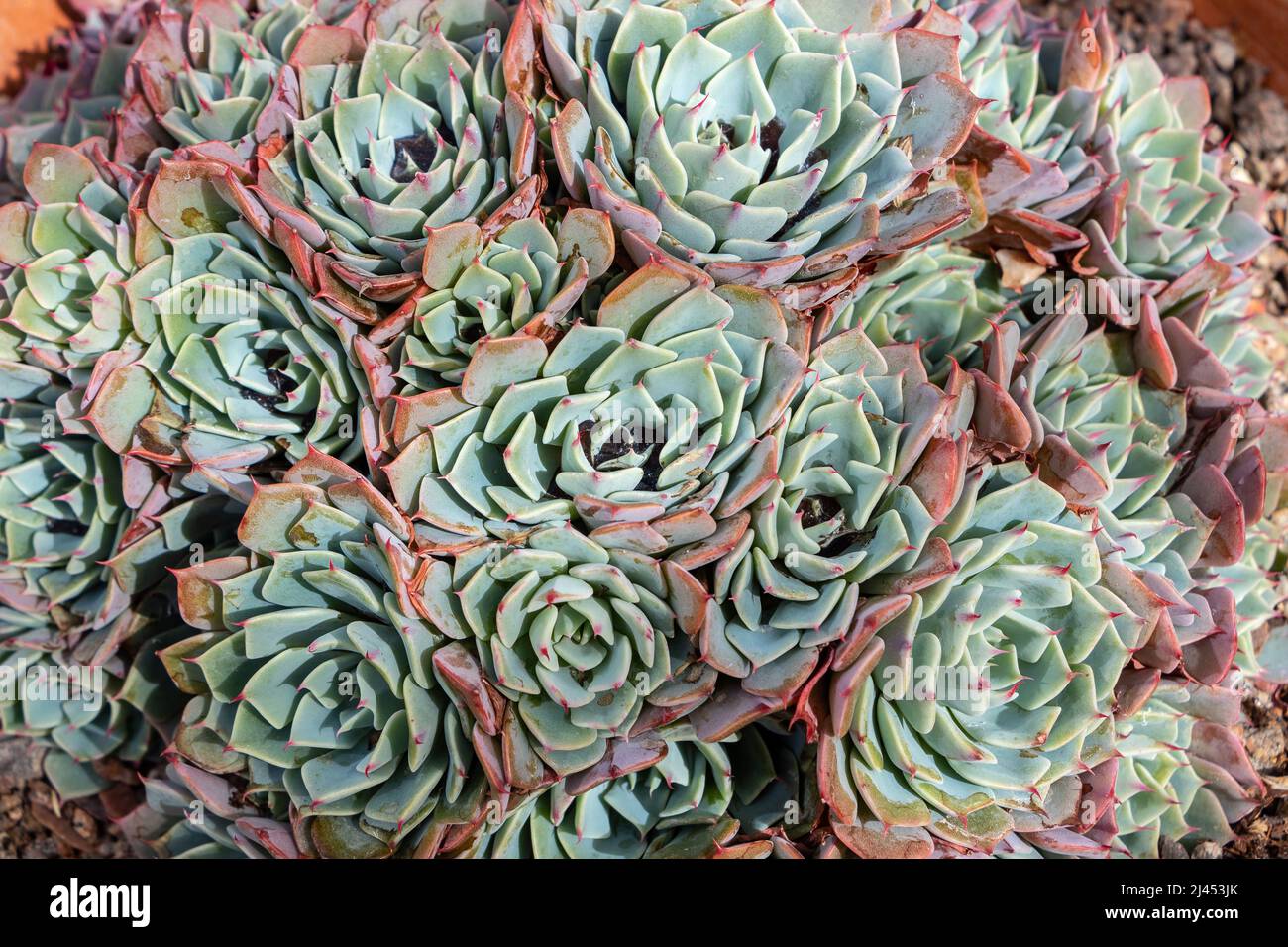 Denso gruppo di succulente echeveria con foglie azzurre-verdi e punte rosa in un giardino Foto Stock