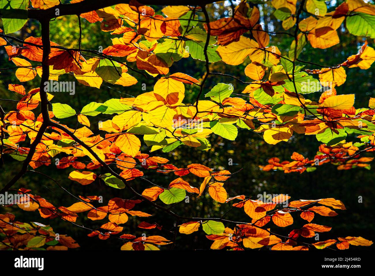 Herbstlich verfärbte Blätter einer Hainbuche (Carpinus betulus) im Gegenlicht, Briesetal, Naturpark Barnim, Brandeburgo Foto Stock