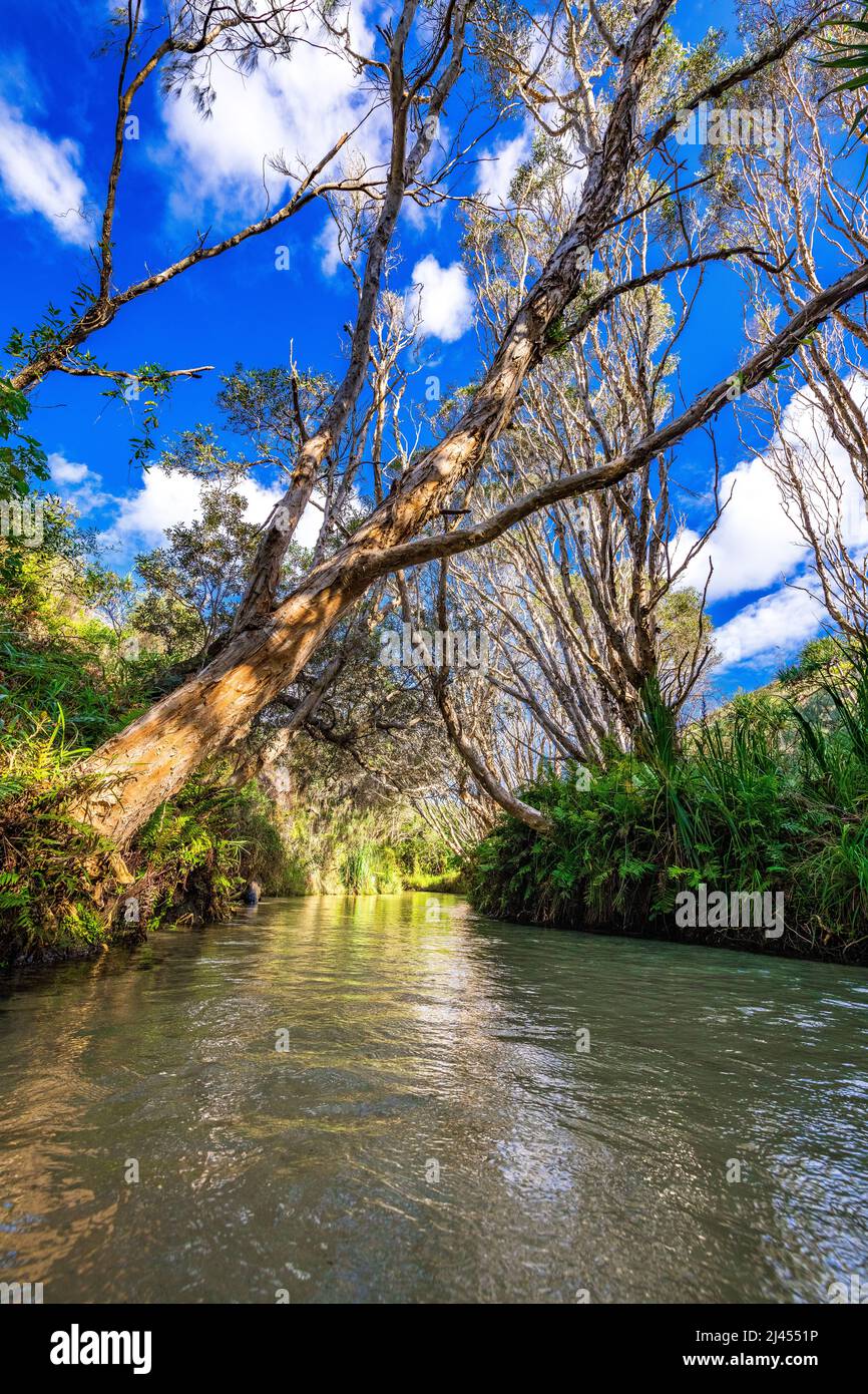 Le acque tranquille di Eli Creek a Fraser Island, Queensland, Australia Foto Stock