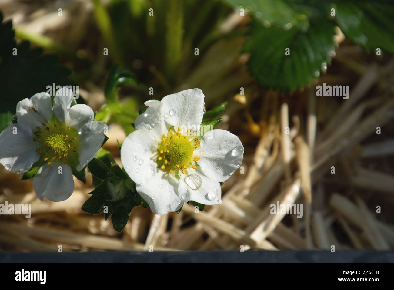 pianta di fragola bianca fiorita con gocce di rugiada nel caldo sole primaverile Foto Stock