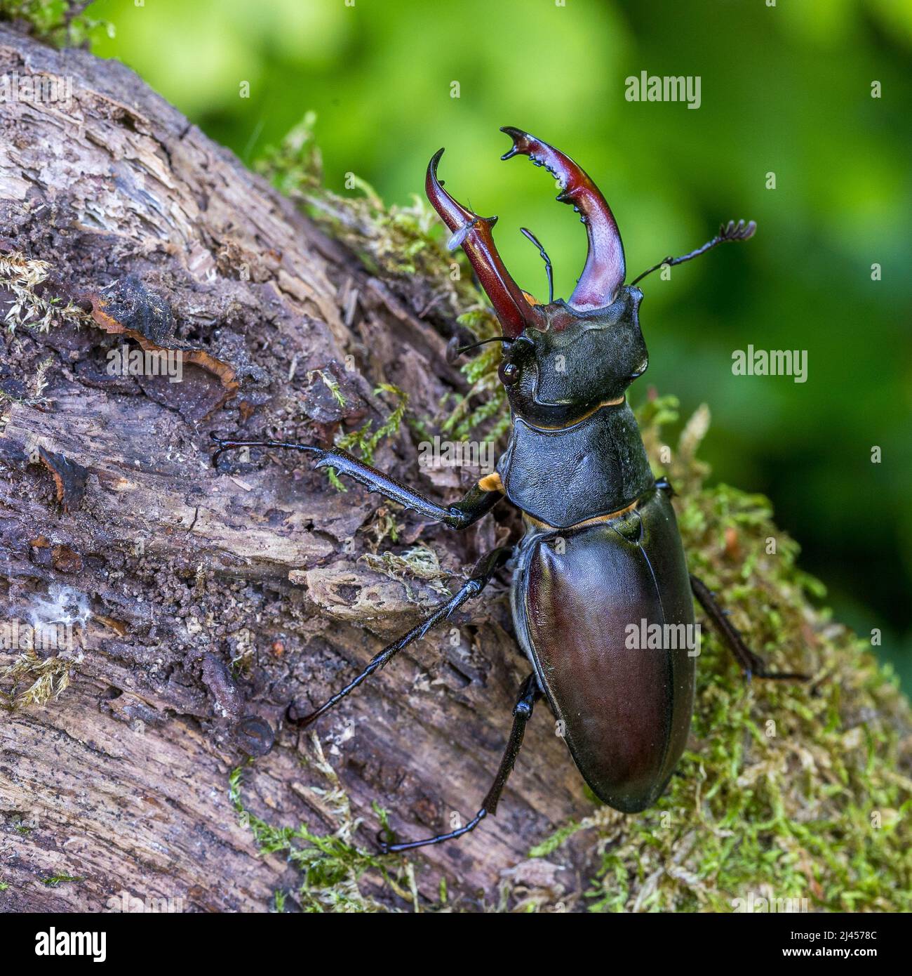 Hirschkäfer (Lucanus cervicus) Männchen Foto Stock