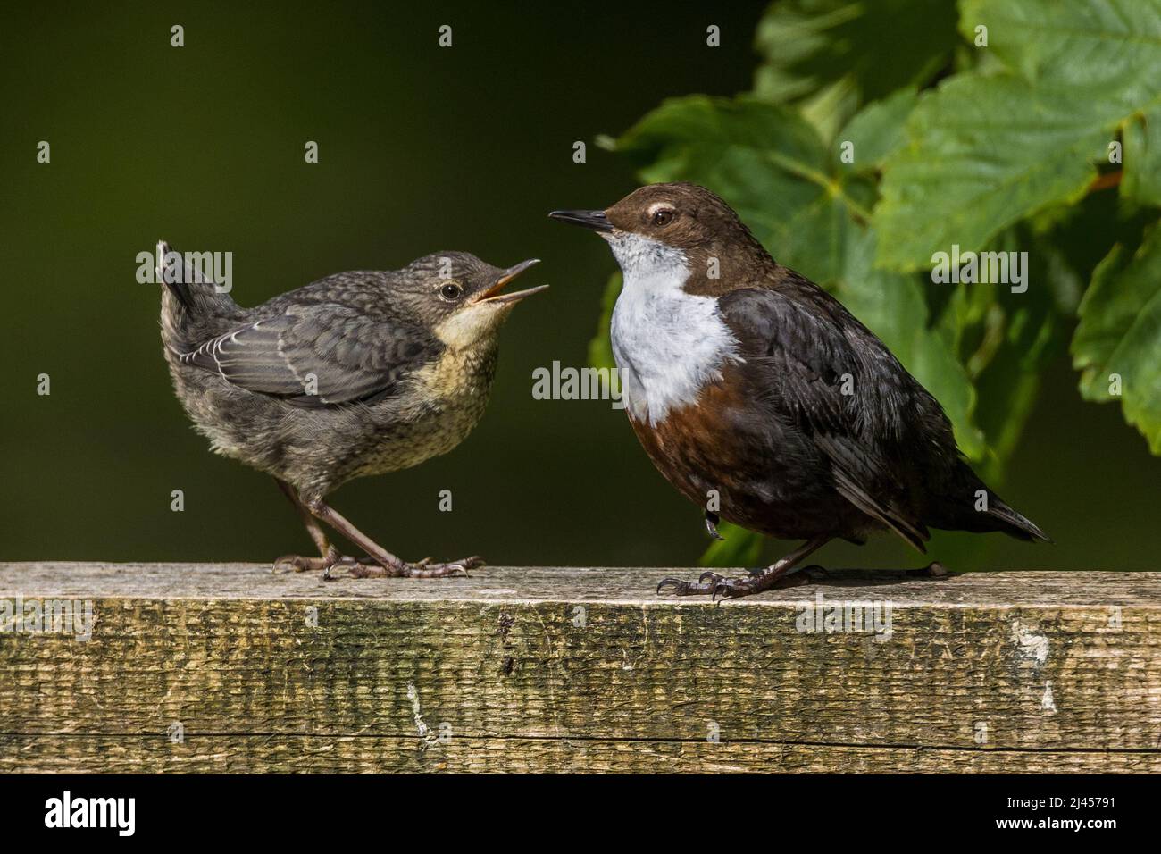 Wasseramsel (Cincluss cinclus) Jungvogel bettelt nach Futter Foto Stock