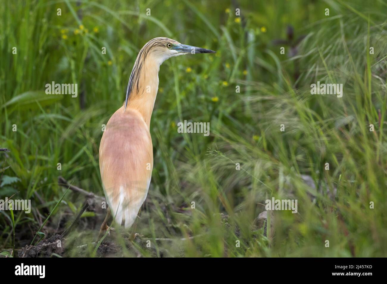 Rallenreiher (Ardeola ralloides) Foto Stock