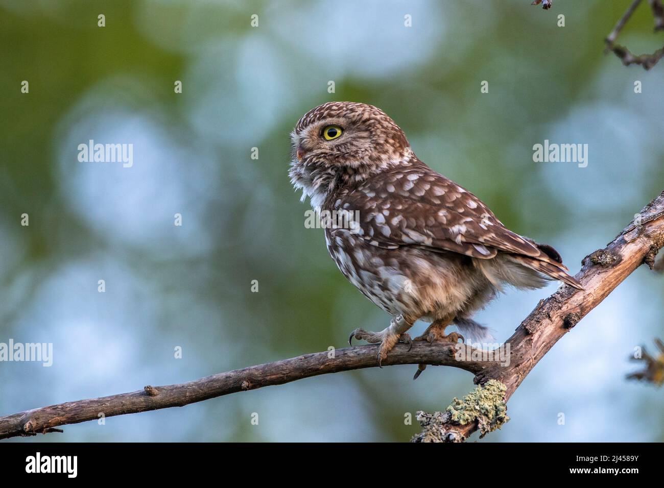 Steinkauz (Athene noctua) Foto Stock