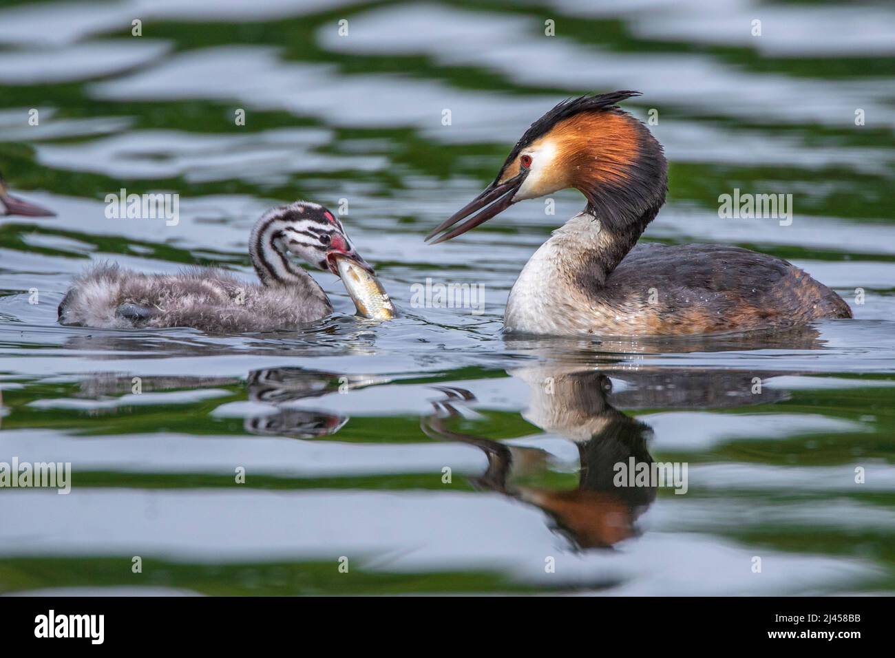 Haubentaucher (critica di Podiceps) füttert Foto Stock