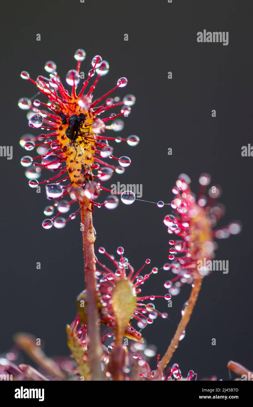 Sonnentau, Nahaufnahme, Moor, Tau, Tropfen, Wassertropfen, Tautropfen, Nahaufnahme, Pflanze, Pflanzen, Foto Stock