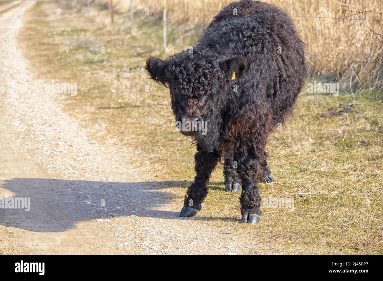 Bestiame Galloway, riserva naturale De Muy, Den Hoorn, Nationalpark Duinen van Texel, Paesi Bassi Foto Stock