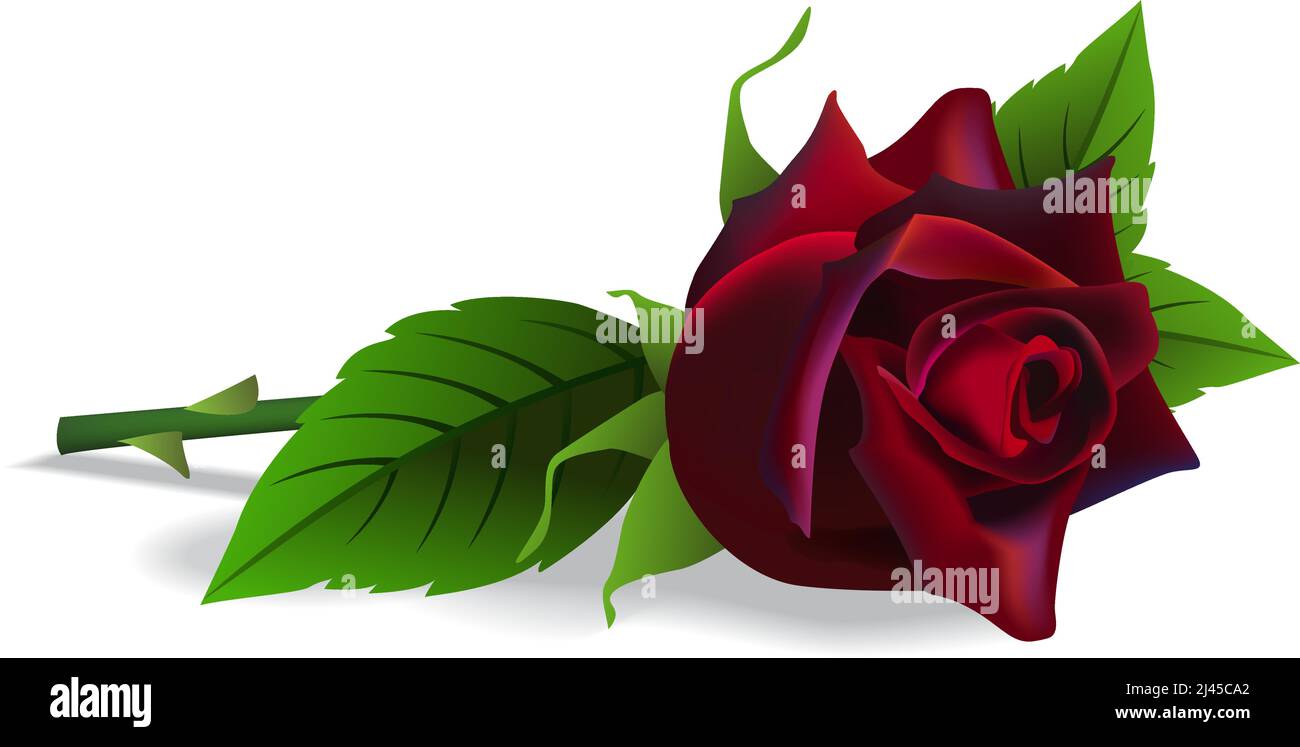 Bella rosa rossa. Fiore, botanica, compleanno. Concetto romantico. Può essere utilizzato per argomenti come il compleanno, la data, la bellezza Illustrazione Vettoriale