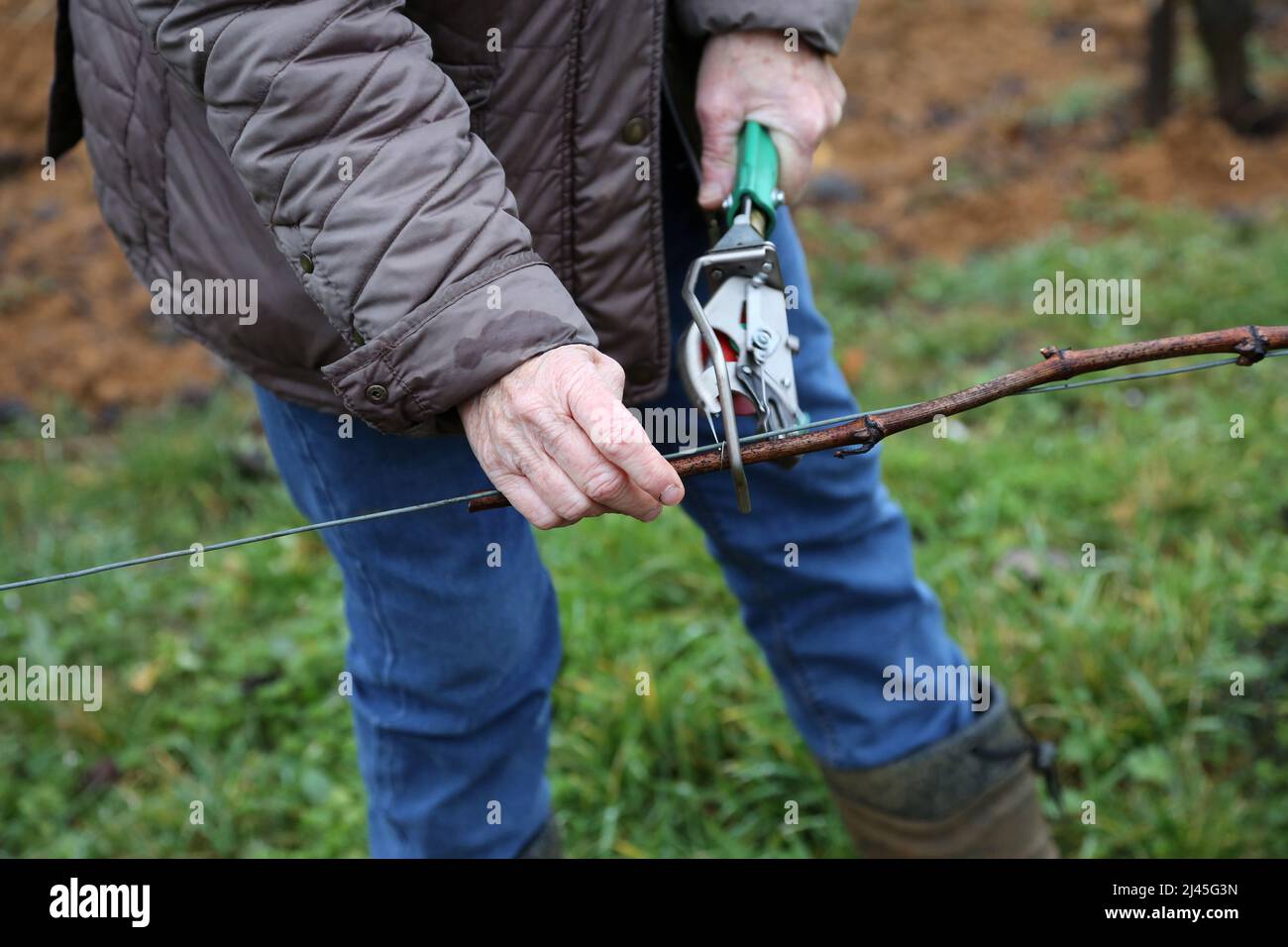 Cahors vigneto: Vitigno di potatura winegrower in inverno Foto Stock
