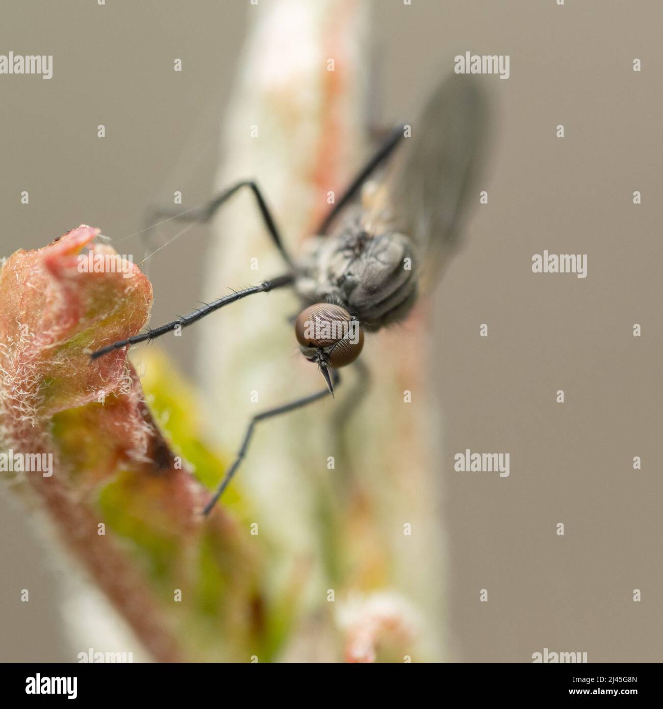 Una vera mosca - Diptera - poggiata su un germoglio di fiori. Foto Stock