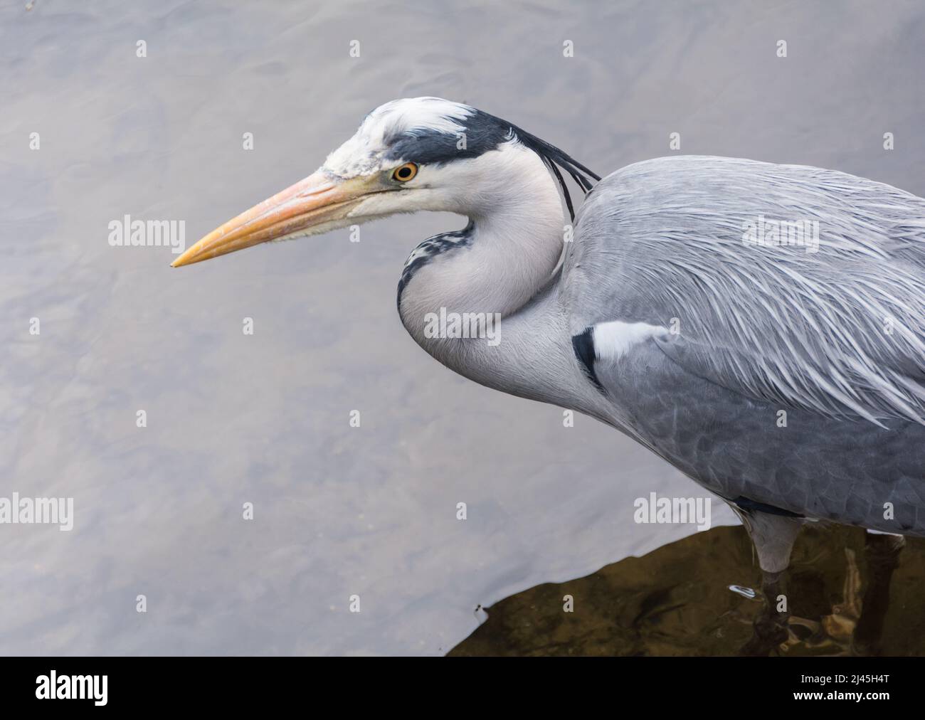 Primo piano di un airone grigio (Ardea cinerea) che attraversa l'acqua, Inghilterra, Regno Unito. Foto Stock