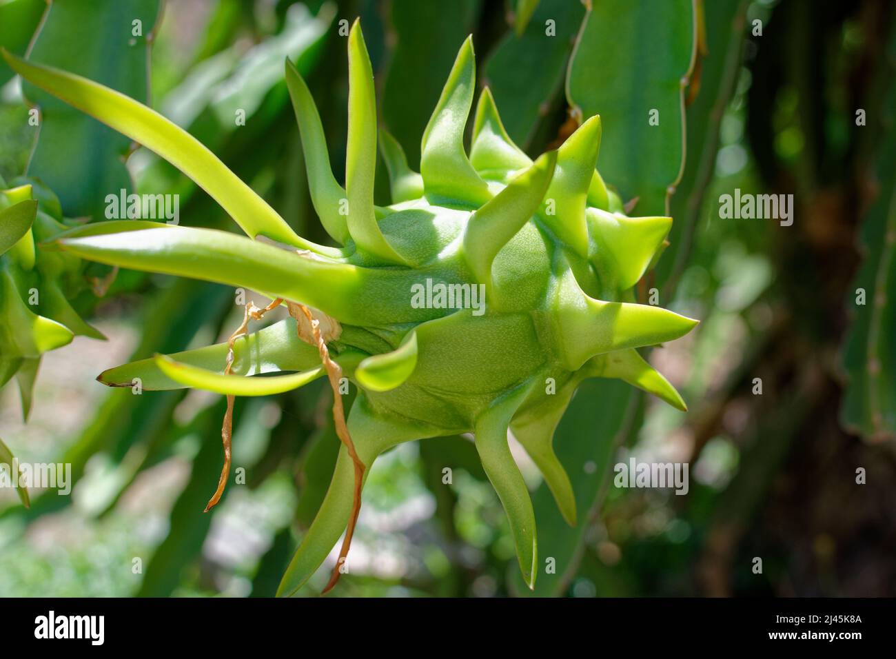 Polinesia francese: Ape su un libellula, frutta esotica Foto Stock