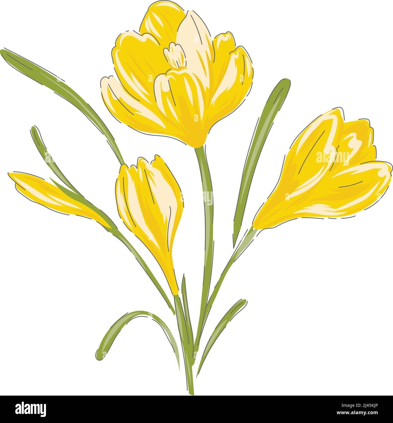 Crocus giallo primavera Pasqua fiore botanico disegno a mano vettore  illustrazione isolato su bianco. Vintage romantico cottage giardino fiori  curiosità cabinet stampa estetica Immagine e Vettoriale - Alamy