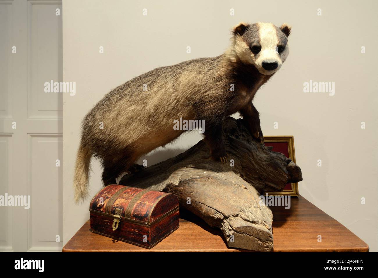 Badger europeo imbottito, Meles meles o Taxidermy Badger su Taxidermy Mount Foto Stock