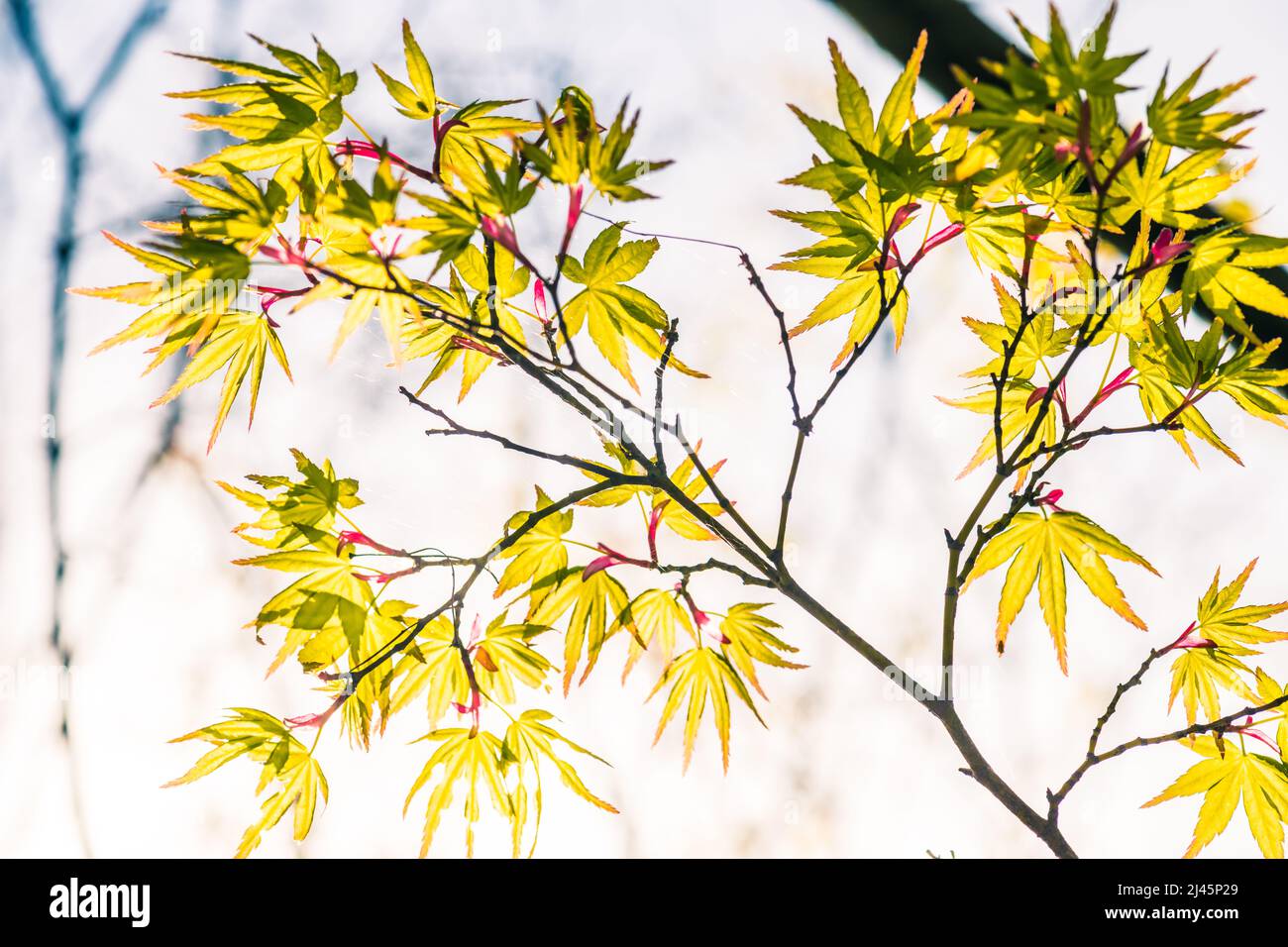 Colore een foglia di acero in primavera a Satoyama Foto Stock