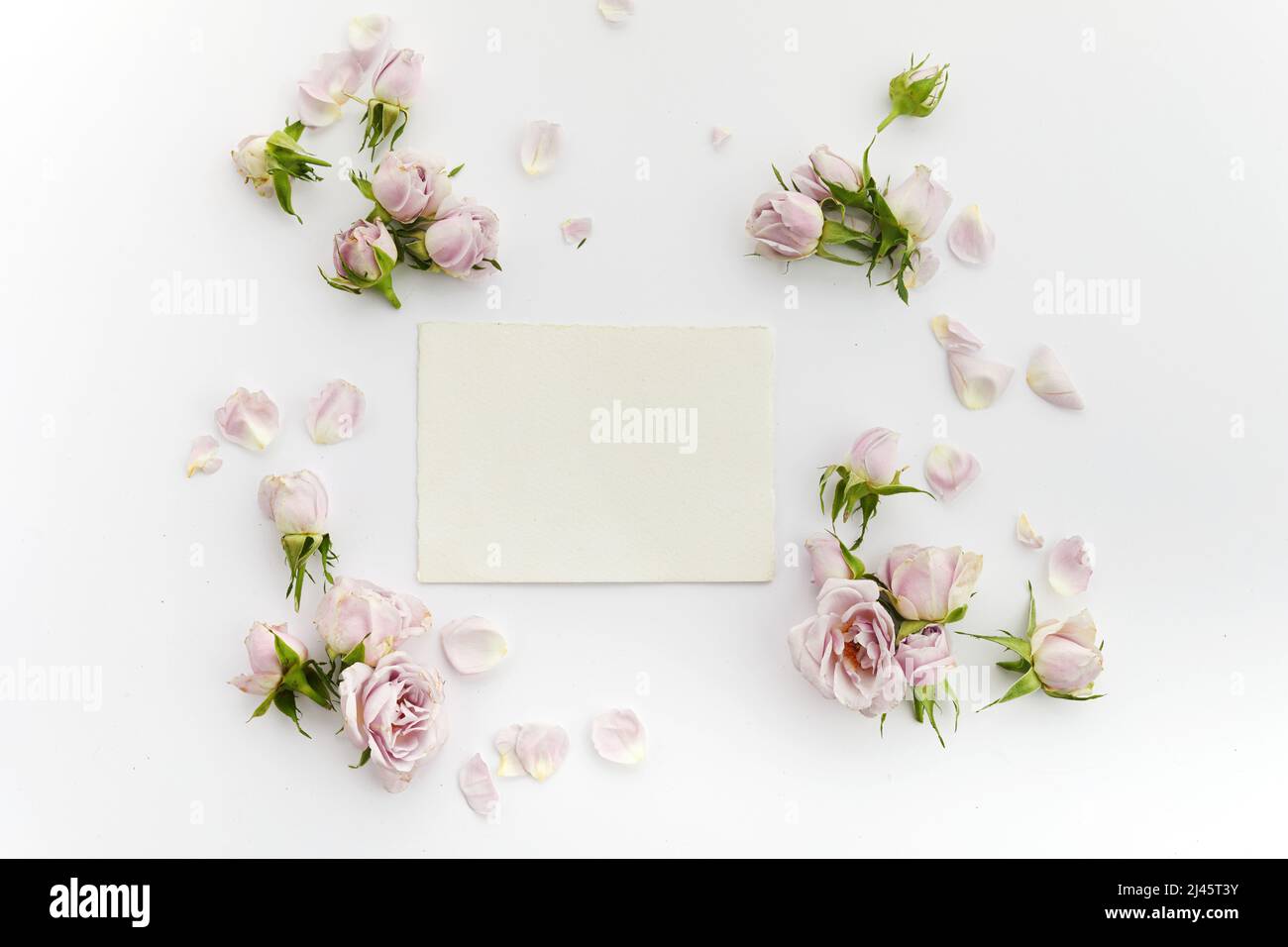 Struttura da rose e petali su sfondo bianco. Disposizione piatta. Foto Stock