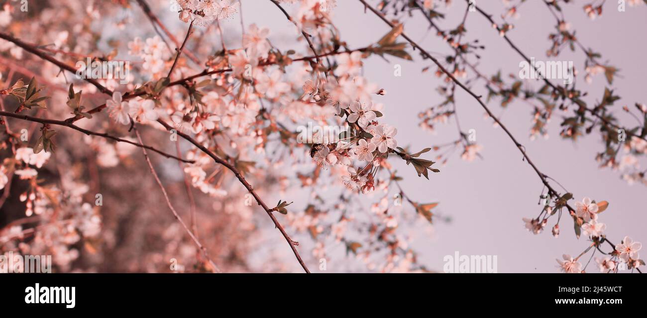 Primavera bello fiore ciliegio sfondo Foto Stock