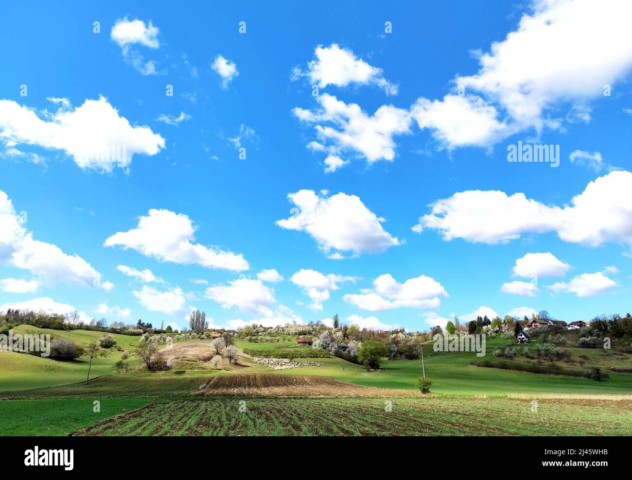 Agricoltura campo in primavera, mandria di pecore in pascolo, villaggio sulla collina Foto Stock