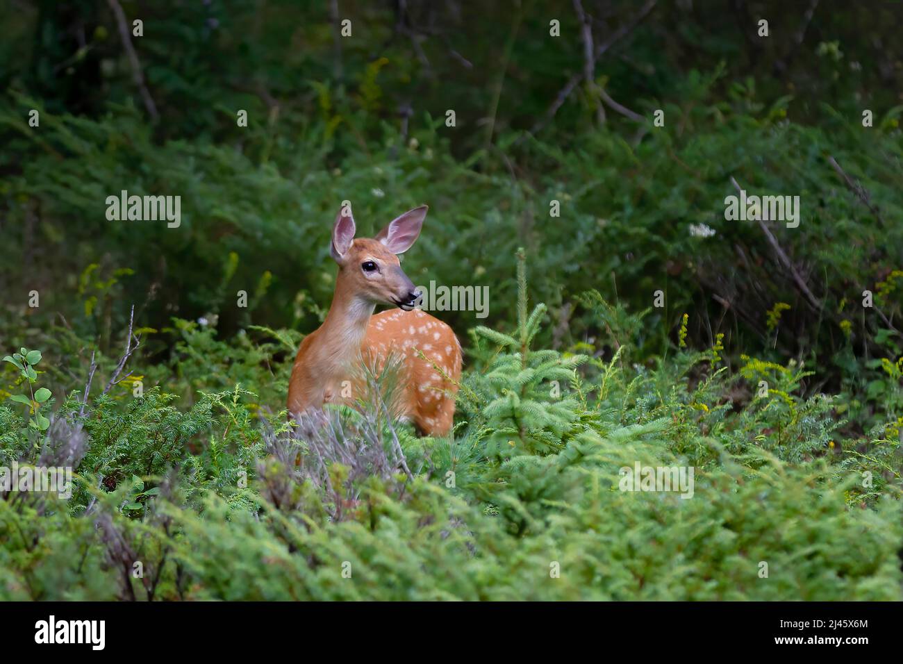 Pedina bianca nella foresta all'inizio dell'estate in Canada Foto Stock