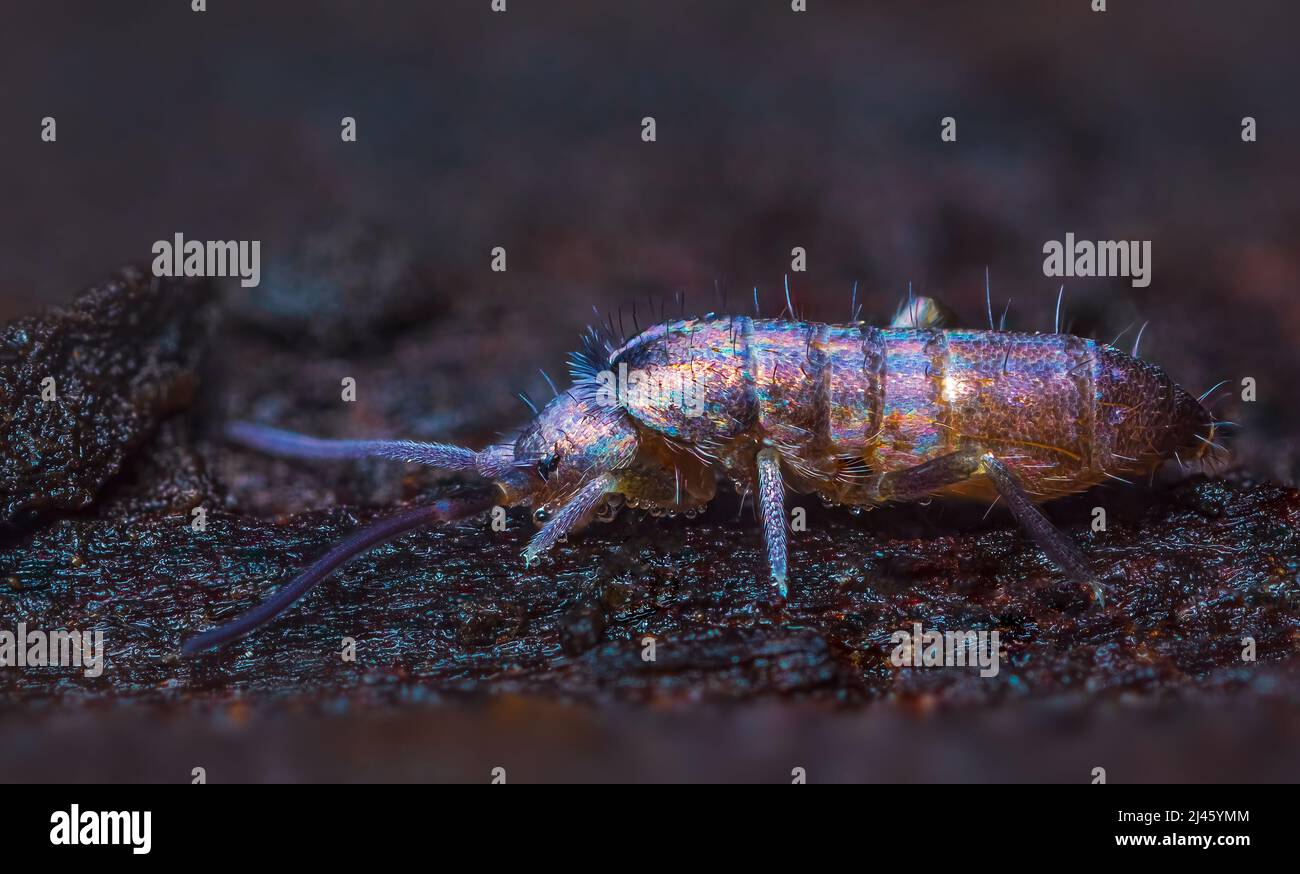 Sottile trampolino del genere Tomocerus su legno, primo piano messa a fuoco macro foto impilata Foto Stock
