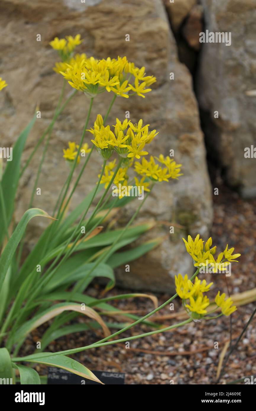 Giallo Allium scorzonerifolium fiorisce in un giardino nel mese di maggio Foto Stock