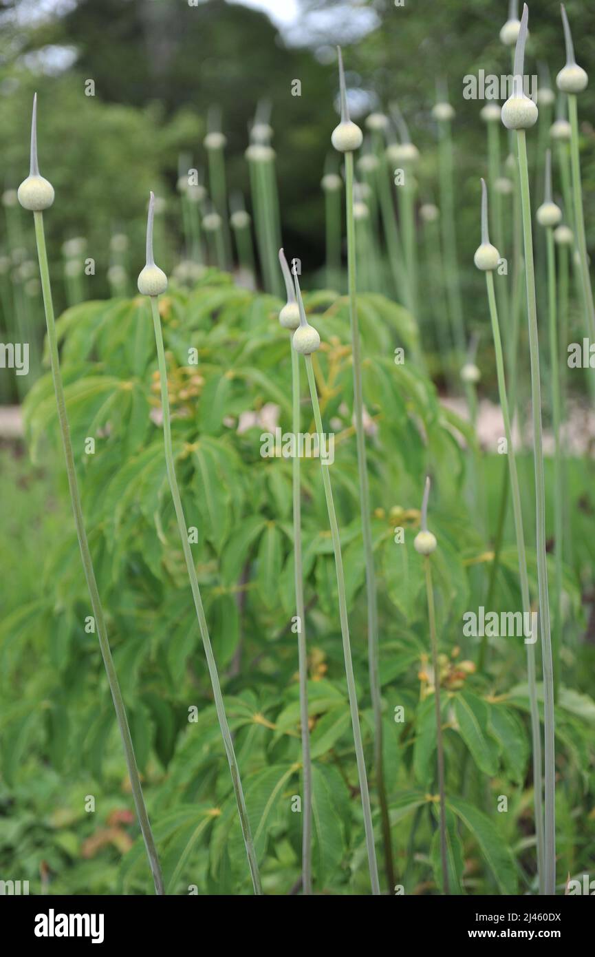Estremamente alto Allium Summer batterista si prepara a fiorire in un giardino nel mese di giugno Foto Stock