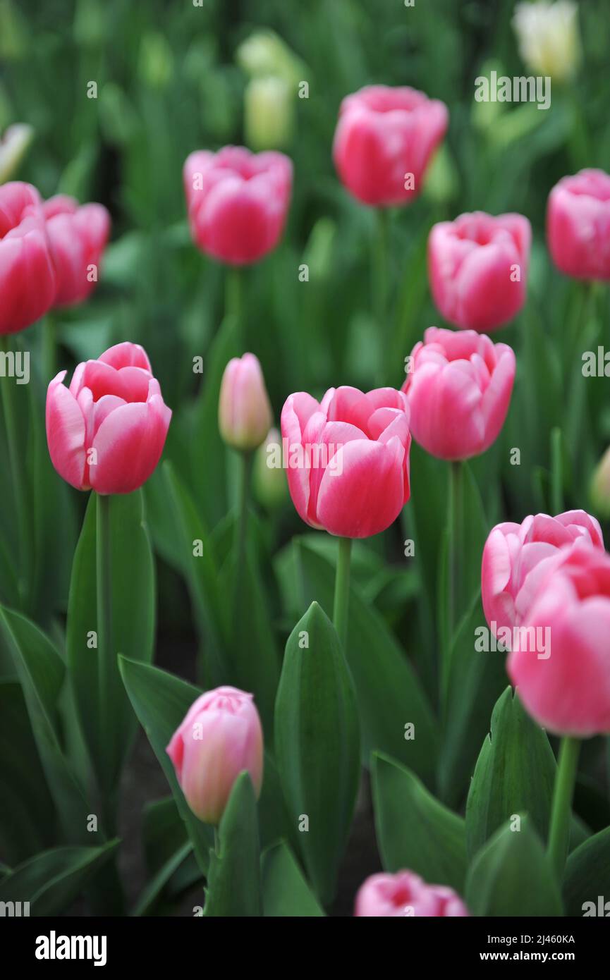 Rosa singolo tulipani tardivi (Tulipa) Dutch delizia fiorire in un giardino nel mese di marzo Foto Stock