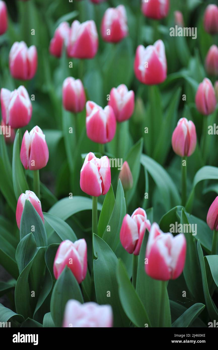 Tulipani di Triumph rosa e bianco (Tulipa) Dutch Design fioriscono in un giardino nel mese di marzo Foto Stock