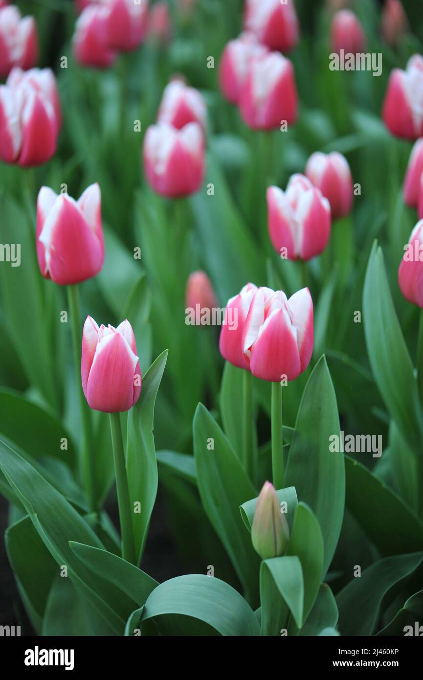 Tulipani di Triumph rosa e bianco (Tulipa) Dutch Design fioriscono in un giardino nel mese di marzo Foto Stock