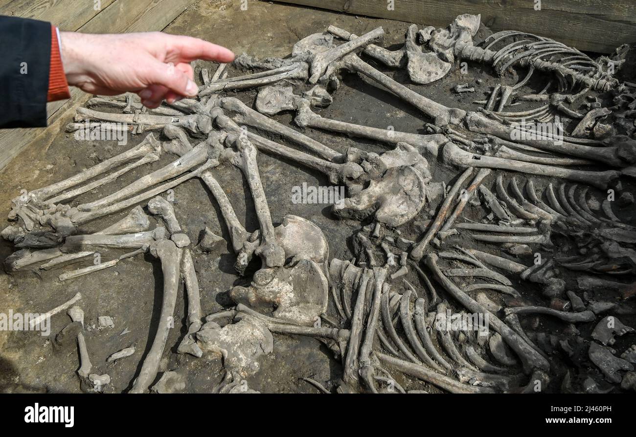Wustermark, Germania. 12th Apr 2022. Una sepoltura multipla con scheletri di 4000 anni è stata scavata nei pressi di Wustermark. Si tratta di cinque adulti e di un bambino, sepolti tra loro. In precedenza erano uccisi. I reperti risalgono alla transizione dell'età della pietra all'età del bronzo. Credit: Jens Kalaene/dpa/ZB/dpa/Alamy Live News Foto Stock