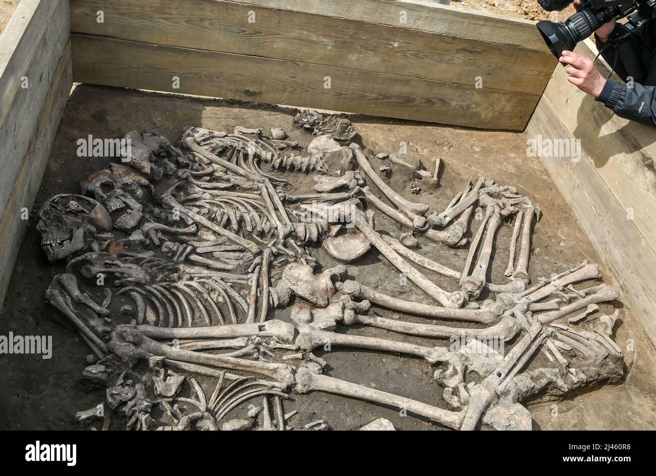 Wustermark, Germania. 12th Apr 2022. Una sepoltura multipla con scheletri di 4000 anni è stata scavata nei pressi di Wustermark. Si tratta di cinque adulti e di un bambino, sepolti tra loro. In precedenza erano uccisi. I reperti risalgono alla transizione dell'età della pietra all'età del bronzo. Credit: Jens Kalaene/dpa/ZB/dpa/Alamy Live News Foto Stock