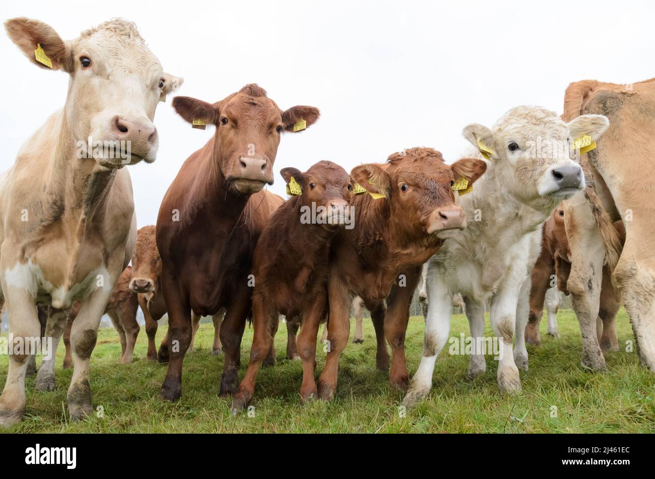 Mandria inquisitiva di vacche domestiche su un pascolo in Germania, Europa Foto Stock