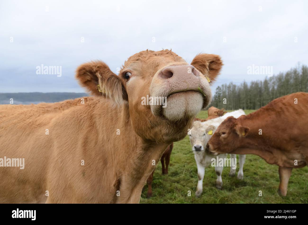 Mandria inquisitiva di vacche domestiche su un pascolo in Germania, Europa Foto Stock