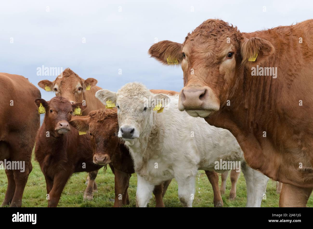 Mandria inquisitiva di vacche domestiche su un pascolo in Germania, Europa Foto Stock