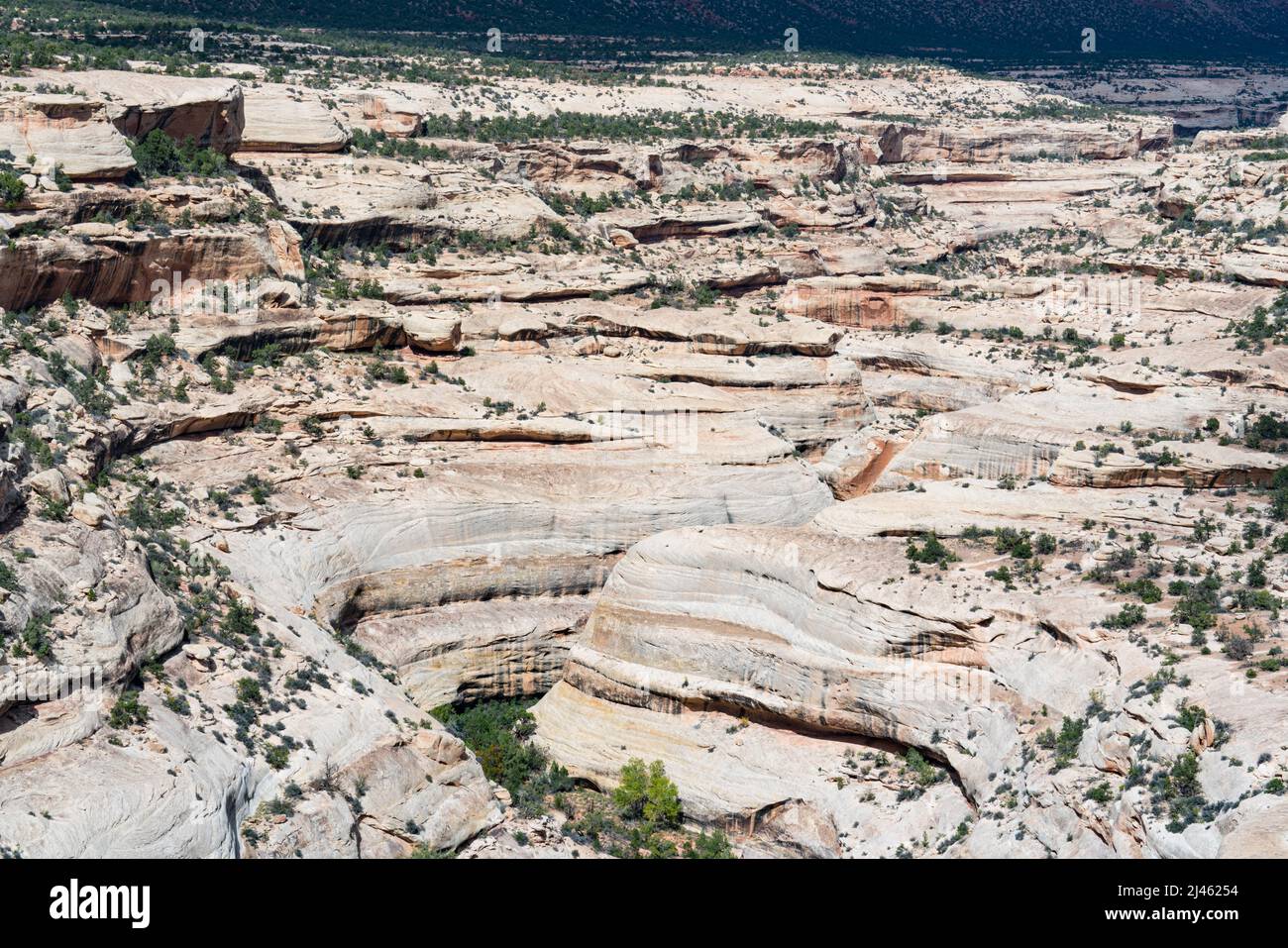 Splendido canyon in arenaria erosa nel Natural Bridges National Monument nello Utah Foto Stock