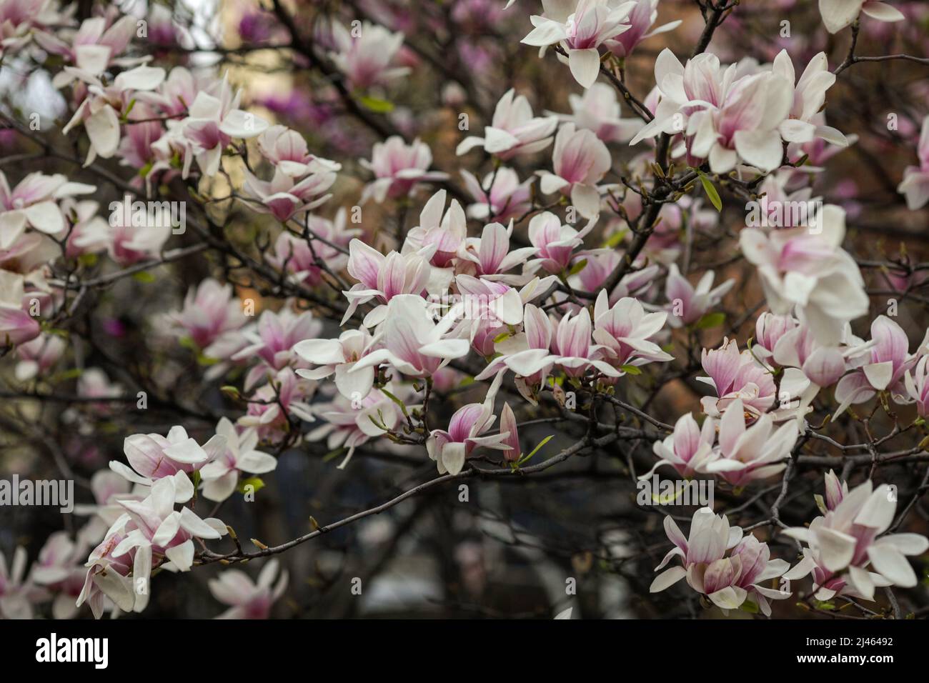 Profondità di campo poco profonda (fuoco selettivo) dettagli con germogli e fiori di un albero Magnolia in primavera. Foto Stock